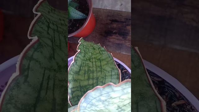 sansevieria silver blue смотреть онлайн