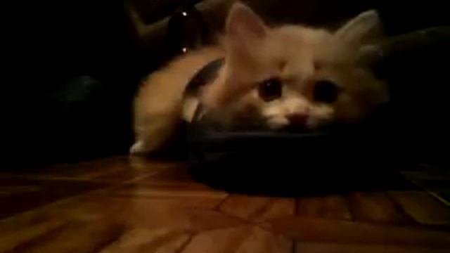 Кот застрял в тапке смотреть онлайн