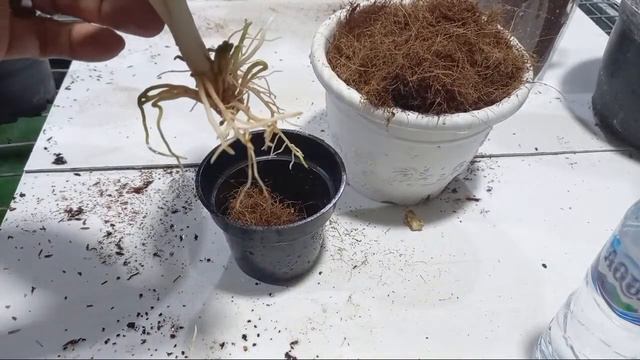 Repotting Aglaonema Dengan Cocomice смотреть онлайн