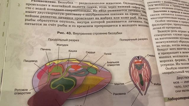 Биология/7 кл/Тихонова/ Класс Двустворчатые моллюски/25.11.21