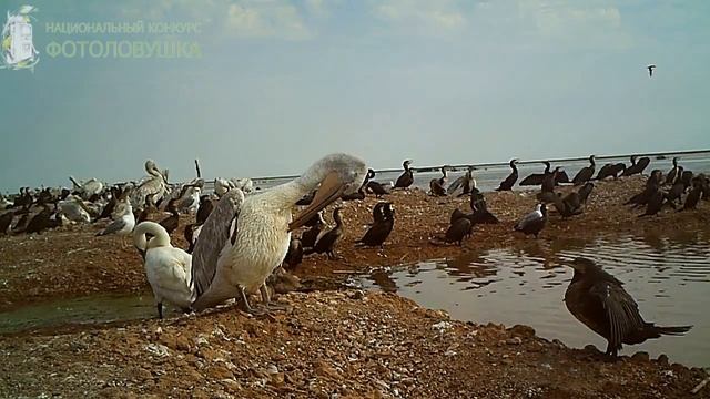 ID3045/Астраханский заповедник/Что это такое?! смотреть онлайн
