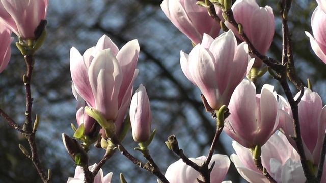 24 февраля лунный календарь. Фаза луны сегодня. Лунный знак. 24 лунные сутки / Татьянин день. смотреть онлайн