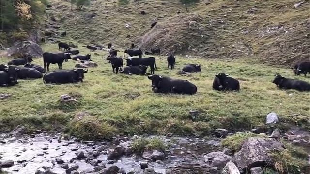 Cтранная реакция животных № 2179 смотреть онлайн