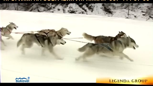 Bukovel Прогулки на собачьих упряжках.avi смотреть онлайн