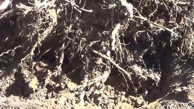 Как легко и быстро удалить дерево с корнем подборка смотреть онлайн