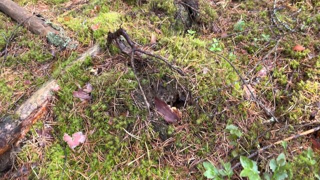 СЛАБОНЕРВНЫМ ГРИБНИКАМ НЕ СМОТРЕТЬ! ВЕДЬМИН КРУГ ИЗ ПОДОСИНОВИКОВ! ГРИБЫ ЛИСИЧКИ И УРОЖАЙ ЯГОД 2021 смотреть онлайн
