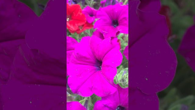 Beautiful Red & Purple Petunia Spring Flowers
