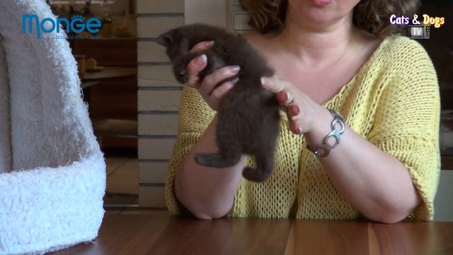 УДИВИТЕЛЬНЫЙ МИР КОШЕК - БРИТАНСКИЕ КОШКИ АЛЛЫ ШИШКИНОЙ / BRITISH SHORTHAIR CATS
