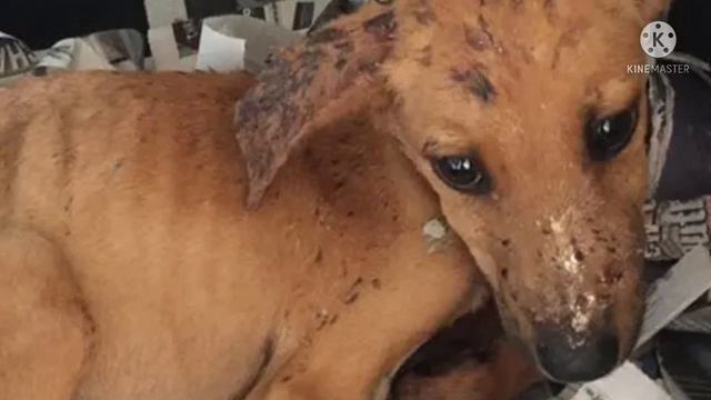 «Я видела перед собой глаза, полные тоски…» Старшеклассница привезла с Ямайки не сувениры, а щенка! смотреть онлайн