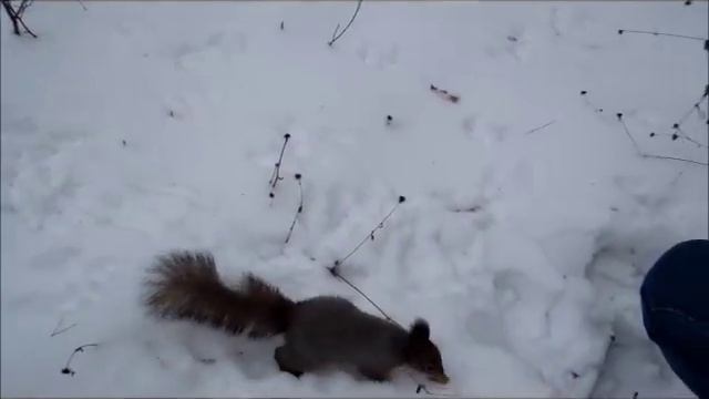 Белочки смотреть онлайн