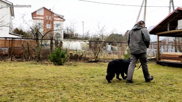 Немецкая овчарка Лада: учим не тянуть поводок смотреть онлайн