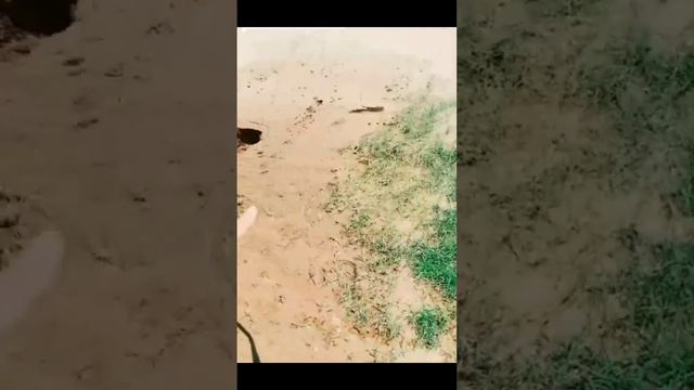Qiyomat Alomatlari. Arab Sahrolari Ko'lga Aylanmoqda 😰😱 (@Jurayevsvlog )