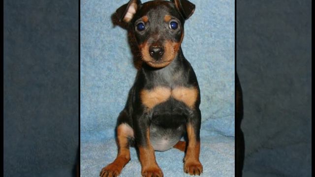 Кратко как растёт Цвергпинчер. смотреть онлайн