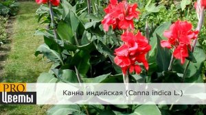Канна (Canna) описание, выращивание, посадка и уход. Программа PRO Цветы (ПРО Цветы )