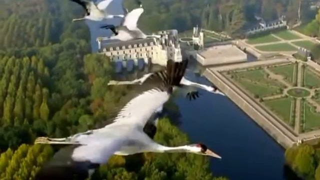 Борис Логинов - Журавли поднебесья (муз. сл. Б. Логинов) смотреть онлайн