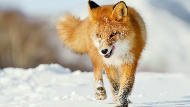 Спасибо сестра!!!!! смотреть онлайн
