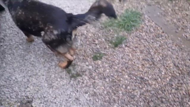 Новый этап жизни ТОБИКА смотреть онлайн