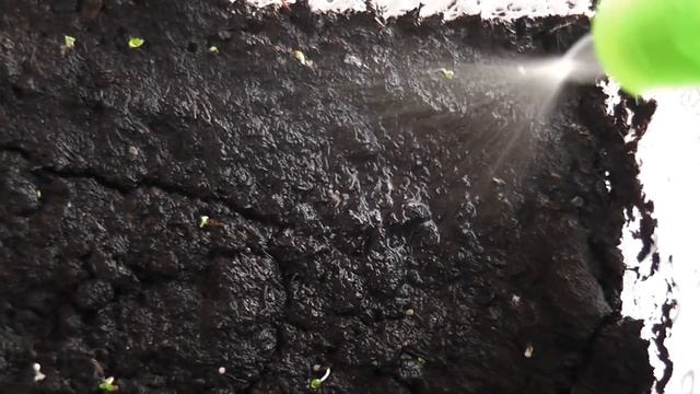 Всходы петунии на 4 день смотреть онлайн