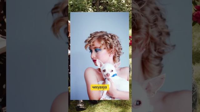 Это самые дружелюбные породы собак. Вы будете в шоке смотреть онлайн