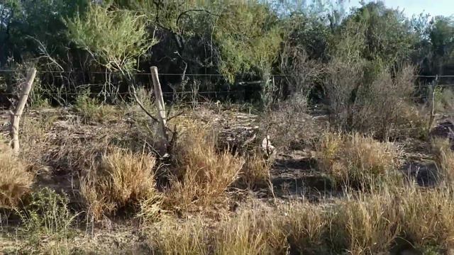 (#191) Destroying Rare Plants and Gradin' the Roads Up Real Nice, b/w 50 million year old oysters. смотреть онлайн