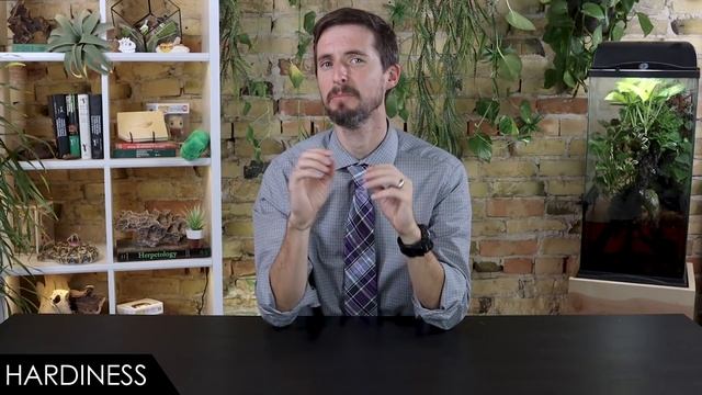 Dragon Snake, The Best Pet Snake? смотреть онлайн