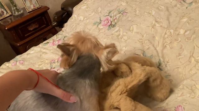 ЗЛОЙ ЙОРК НАПАДАЕТ 😆😆😆МЕНЯ БОЛЬШЕ НЕ ЛЮБЯТ 💔 смотреть онлайн