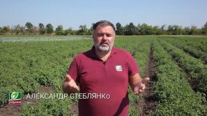 Выращивание томатов в открытом грунте по технологии Айдамин