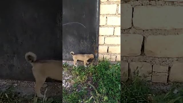 Тявуньки.mp4 смотреть онлайн