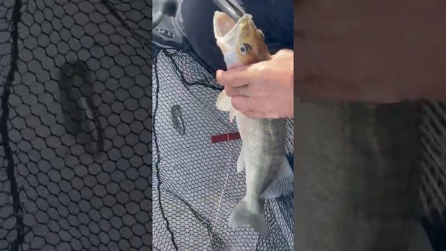 Куршский залив. Отчёты смотреть онлайн