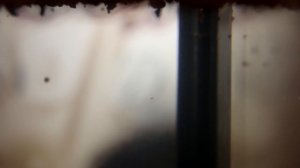 ЗАКАЗАЛ С АЛИ И ВЫРАСТИЛ ДОИСТОРИЧЕСКИЕ СУЩЕСТВА В АКВАРИУМЕ! Triops, Триопс, Щитень.