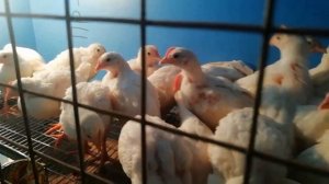 В каком возрасте цыплят пересаживать с брудера? Супер Ник 3 недели