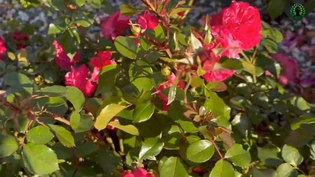 Роза Сангрия ( Sangria ). Осеннее цветение. Питомник растений Е. Иващенко