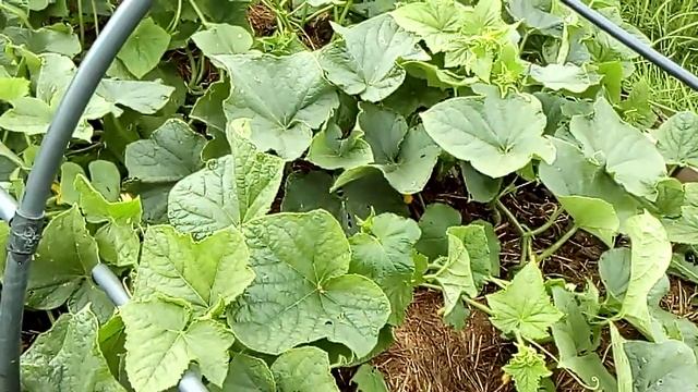 Огурцы Зятек F1/урожай смотреть онлайн