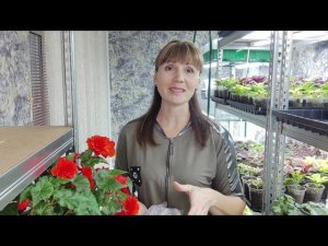 Посев Клубневой Бегонии 2023г. Выращиваем Бегонию без ошибок. Что ВАЖНО знать при посеве бегоний .