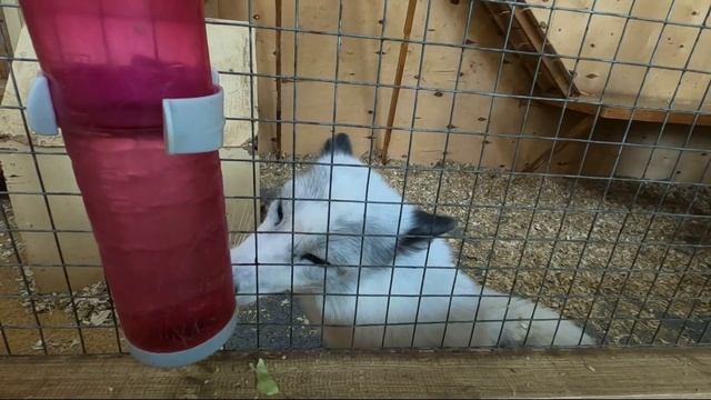 Посетил Контактный Зоопарк / ВЛОГ смотреть онлайн