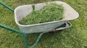 Не спешите выбрасывать скошенную ТРАВУ! Что делать со скошенной травой?