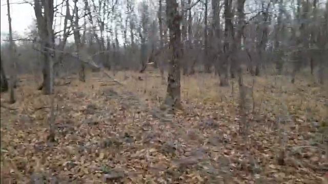 ОХОТА с БОРОДОЙ. Самый дешевый карабин. СКС второй сезон  и планы на следующий.  Часть9