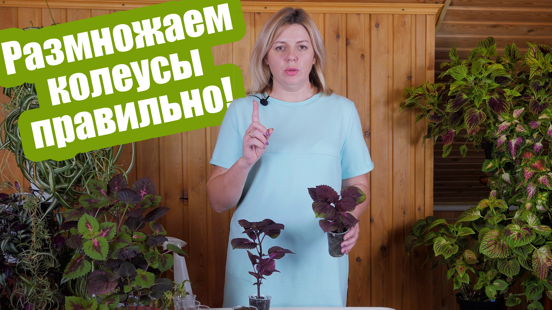 Мастер-класс: как просто размножить колеусы черенками и семенами смотреть онлайн