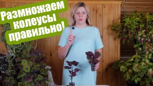 Мастер-класс: как просто размножить колеусы черенками и семенами