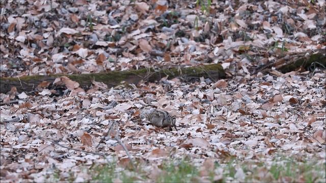 Вальдшнеп и бекас / Eurasian Woodcock and Common Snipe. смотреть онлайн