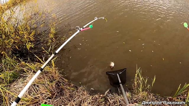 КАРАСИ-КРУГЛЯШИ В РЕЧКЕ-ПЕРЕПЛЮЙКЕ!!! РЫБАЛКА НА ДОНКИ!!! Осенний клёв крупного карася!!! смотреть онлайн