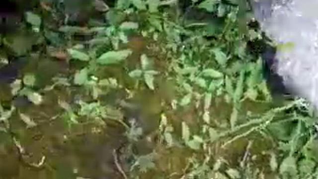 Лягушка в бассейне смотреть онлайн