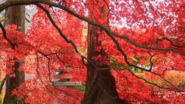 МУЗЫКА ДЛЯ ГЛУБОКОГО И БЫСТРОГО СНА МЕНЬШЕ 15 МИНУТ| борется с тревогой, бессонницей и стрессом | смотреть онлайн