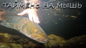 ОХОТА НА ТАЙМЕНЯ | НОЧНАЯ РЫБАЛКА