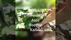 Пробуем вырастить Ежевику в Сибири.