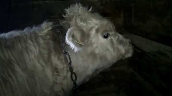 Вес бычков в 7-8 месяцев.