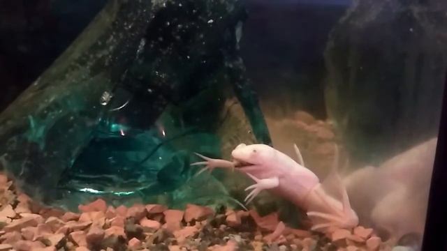 Аквариумная лягушка ест живого кузнечика смотреть онлайн