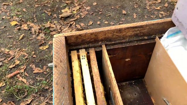 Слабі сім‘ї в зиму. Запасні матки на весну. Слабые семьи в зиму. Как сохранить маток до весны. смотреть онлайн