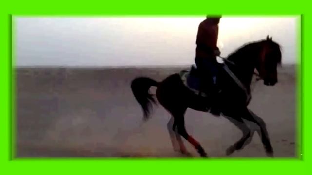 МУРАТ ТХАГОЛЕГОВ ЗА ТЕБЯ КАЛЫМ ОТДАМ смотреть онлайн