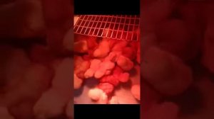 Петушки Ломан Браун